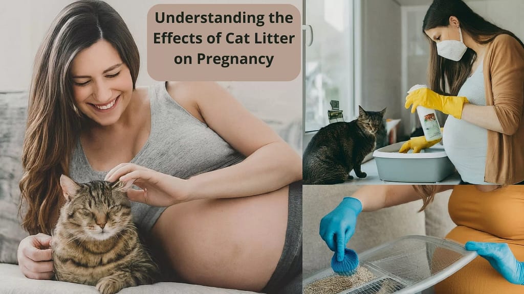 Cat Litter on Pregnancy Managing Risks, Precautions, and Alternatives