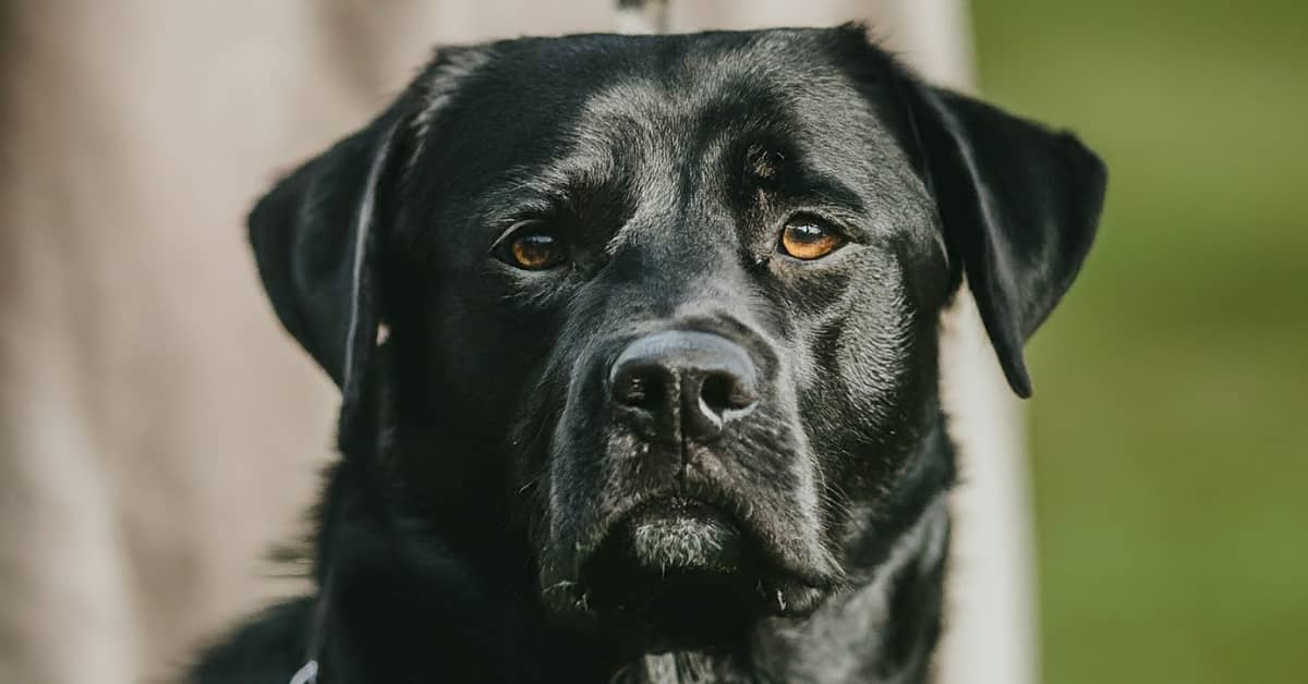 Apartment sales guard dogs