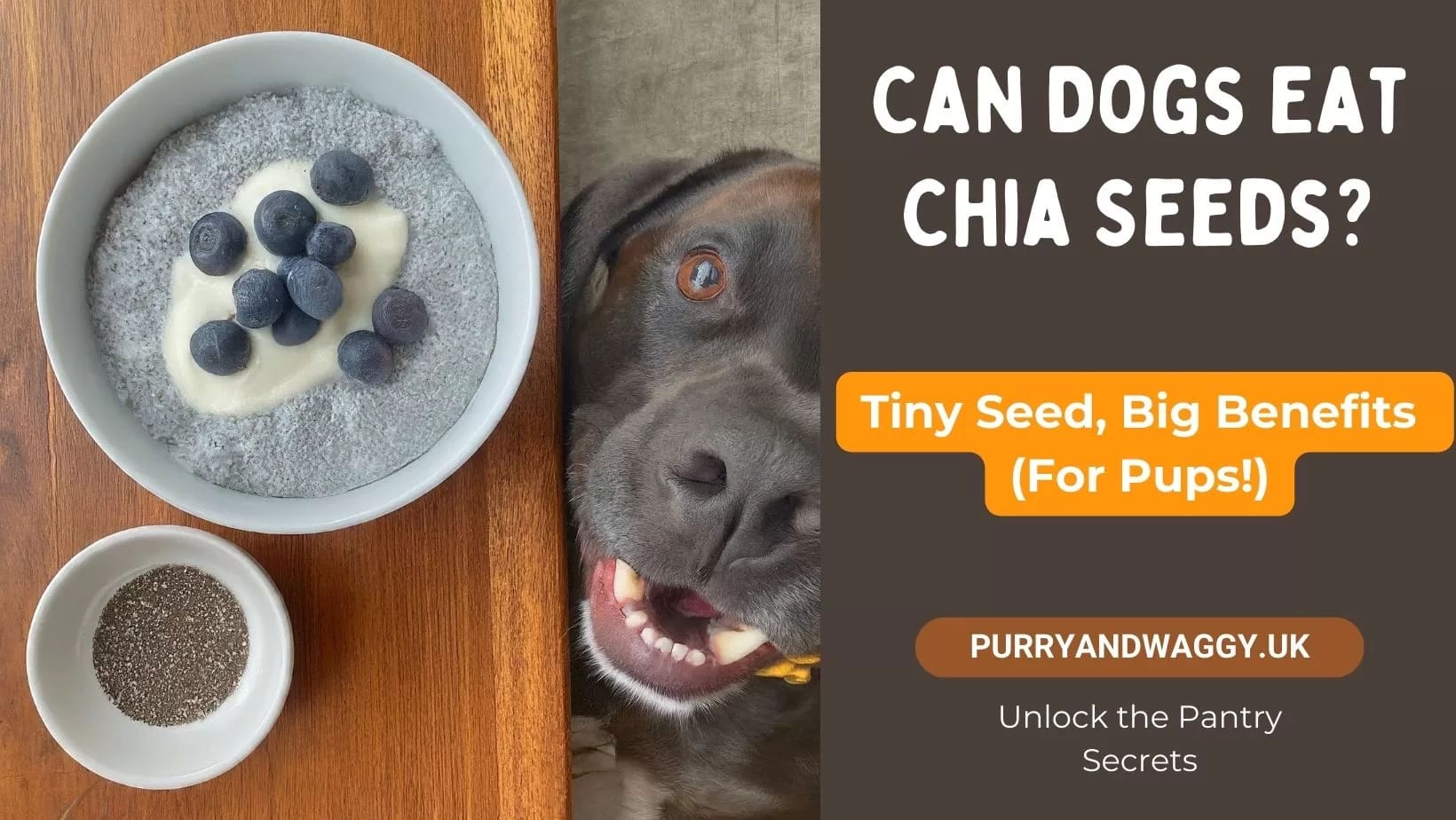Can Dogs Eat Chia Seeds? Unveiling The Superfood's Secrets!
