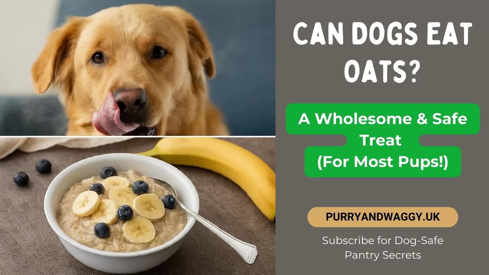 Can Dogs Eat Oats? A Guide To The Wholesome Breakfast Staple For Pups