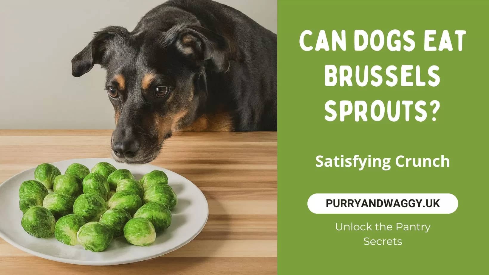 Can Dogs Eat Brussels Sprouts Find Out The Facts